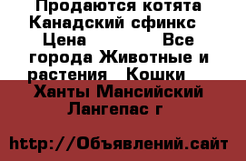 Продаются котята Канадский сфинкс › Цена ­ 15 000 - Все города Животные и растения » Кошки   . Ханты-Мансийский,Лангепас г.